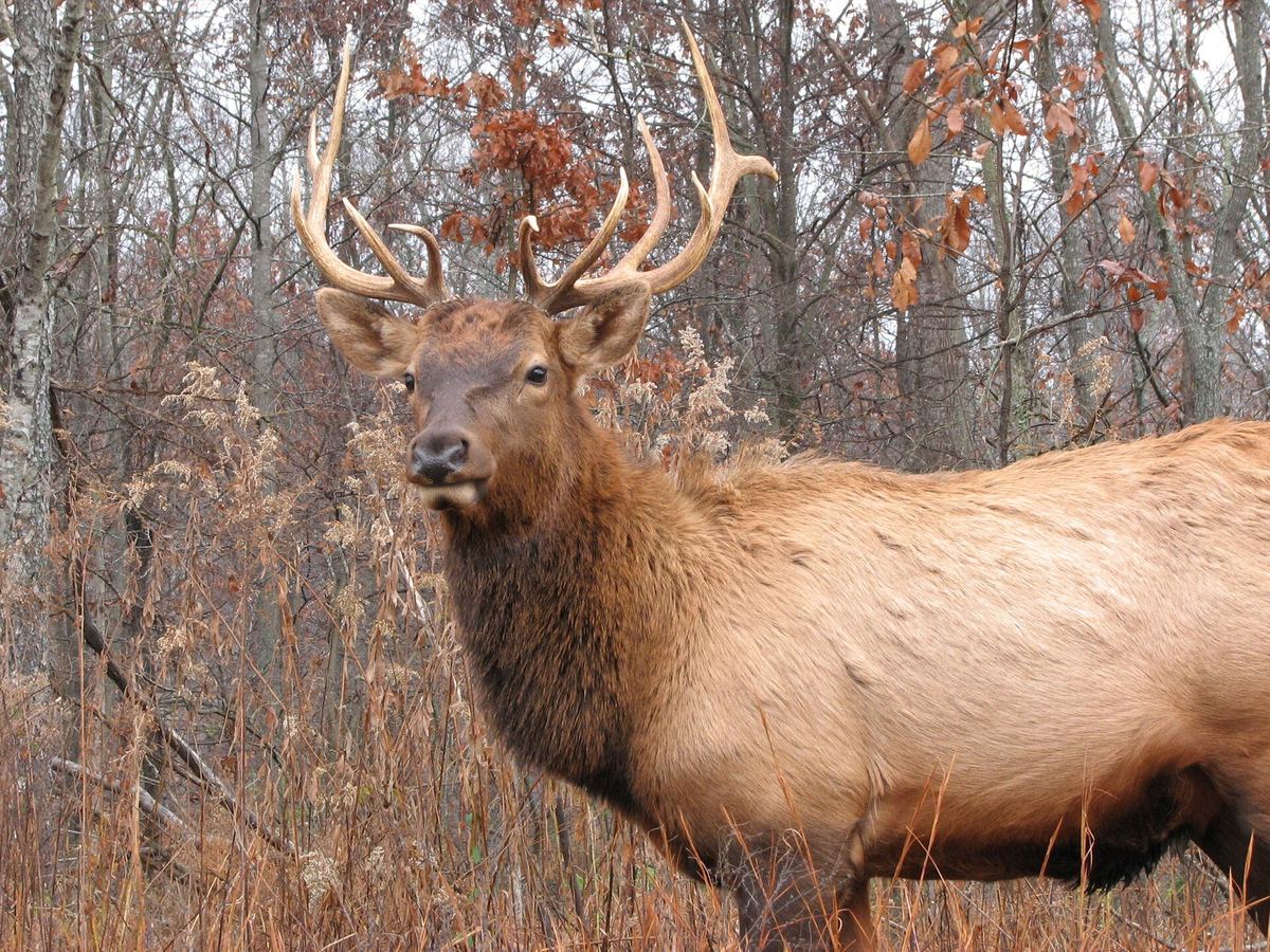 An elk bull among the trees on the Elk and Bison Prairie