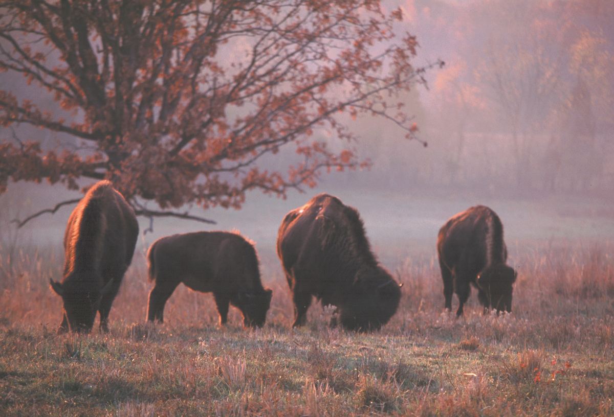 Four American bison grazing in autumn morning fog at Land Between the Lakes